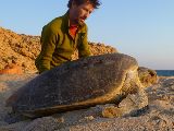 Foto: Oman: the Native Shore of Turtles